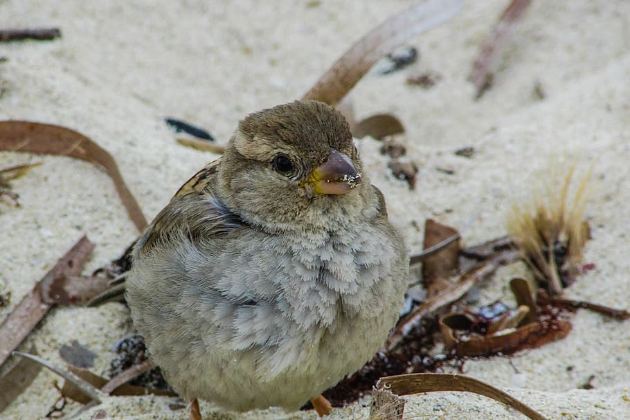 Sparrow, Cute, Beach, Wildlife, looking, nature, animal, fauna HD wallpaper