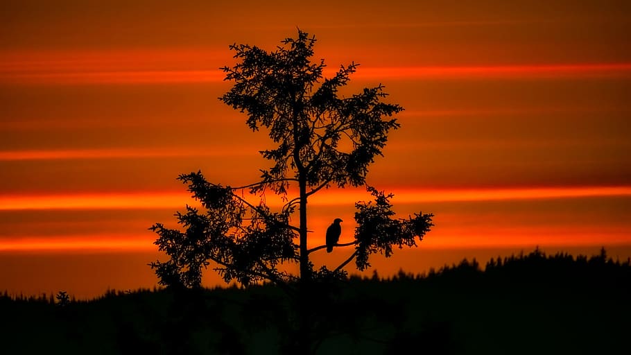 Sunset, Dusk, Bald Eagle, Bird, Wildlife, silhouette, trees HD wallpaper