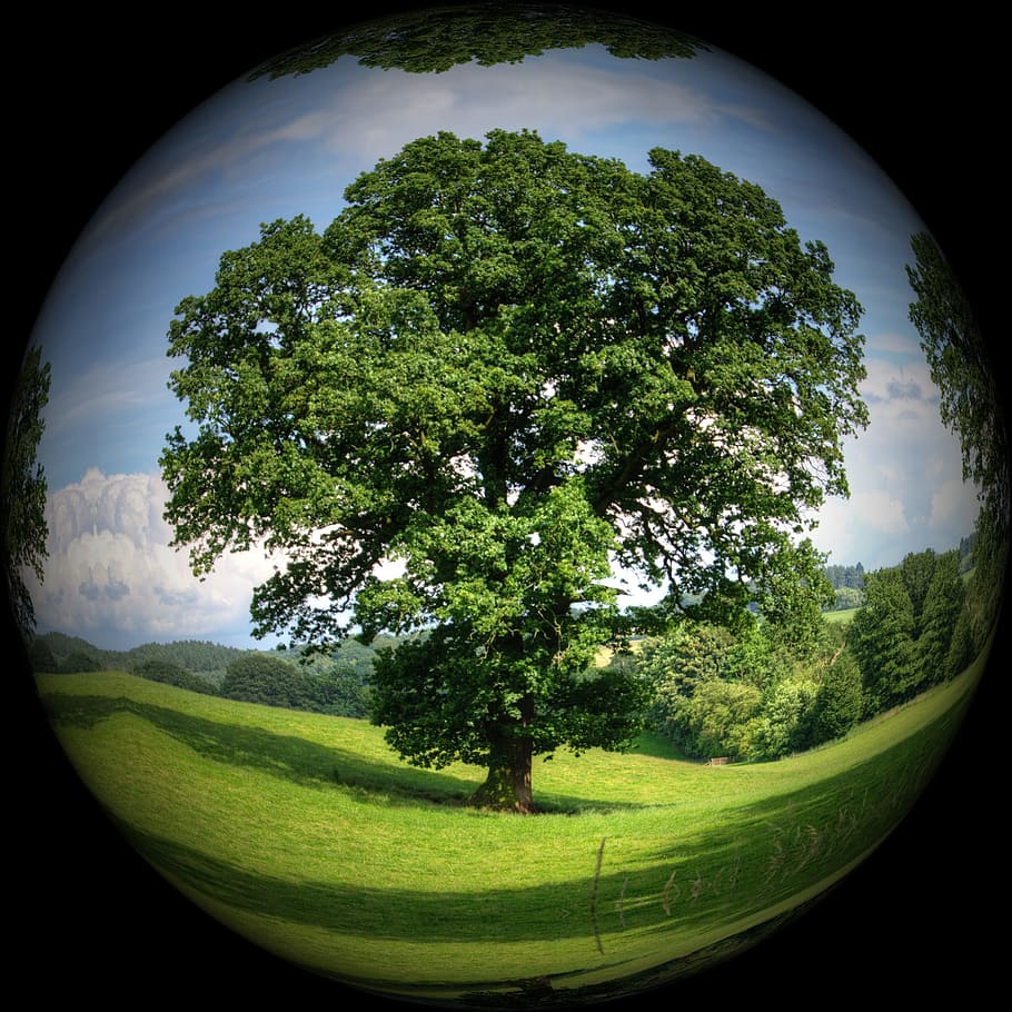 fish-eye photography of trees, Ball, Nature, Meadow, Sky, about HD wallpaper