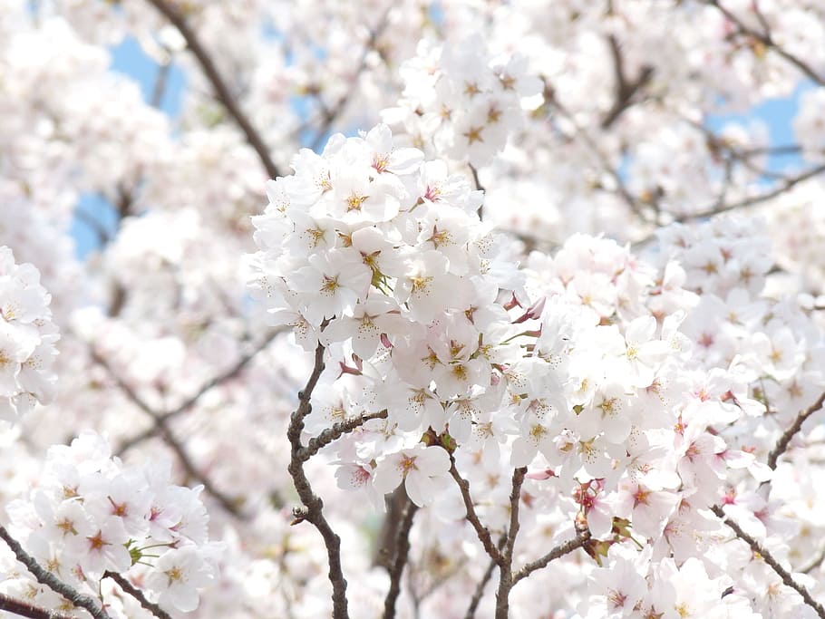 selective focus photography of white petaled flowers, spring HD wallpaper