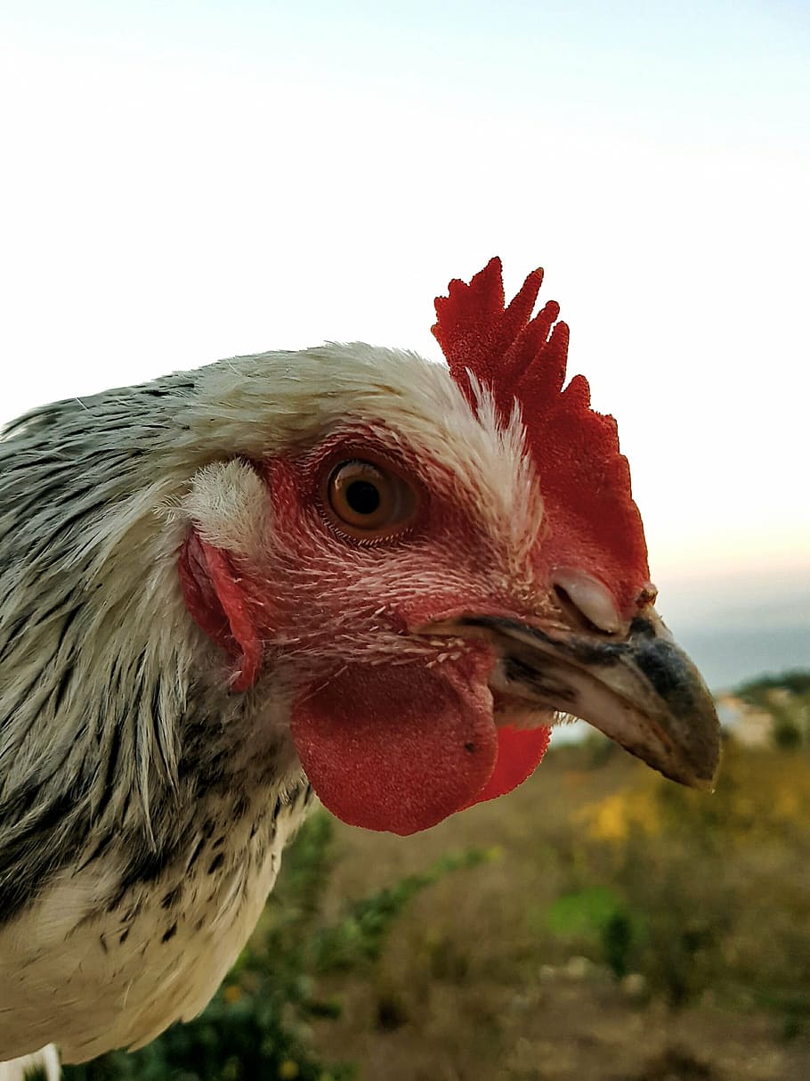 chicken, blue, red, bird, chicken - bird, livestock, domestic animals HD wallpaper