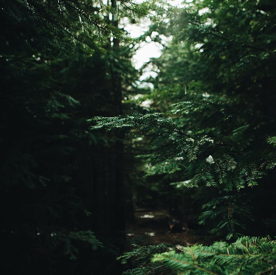 green leafed plant in forest, photo of green leafed tree, The Dark Forest HD wallpaper