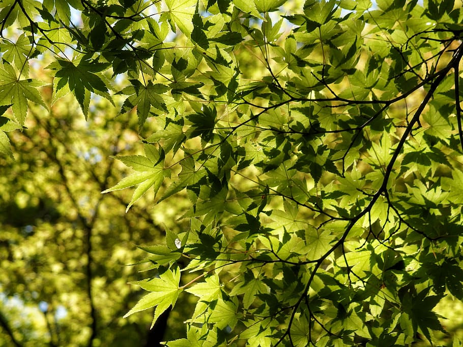 leaf, maple, leaves, foliage, plant, japanese maple, nature HD wallpaper