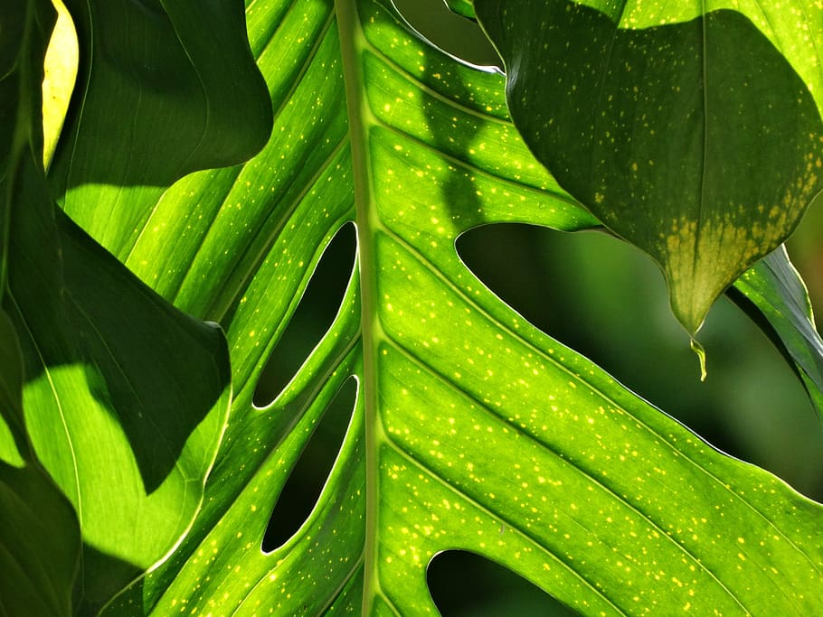 vegetation, forest, environment, leaves, green color, plant part HD wallpaper