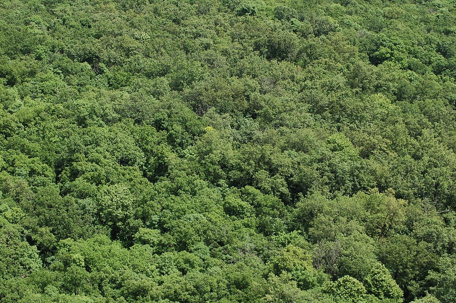 forest, trees, nature, green, landscape, plant, green color HD wallpaper