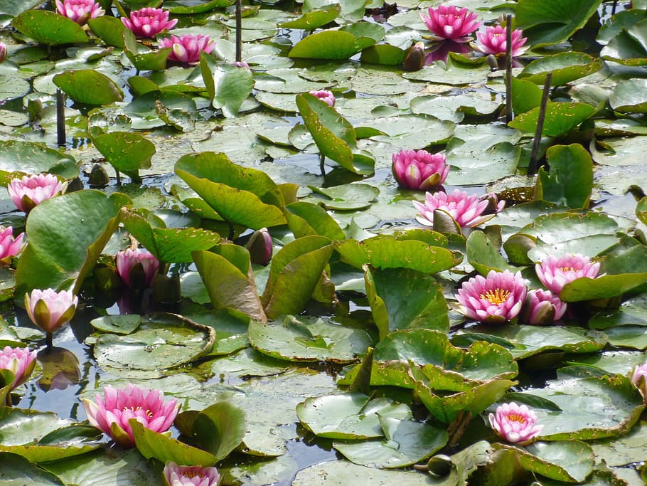 nuphar, water lilies, pink, lake rosengewächs, pond, aquatic plant, HD wallpaper