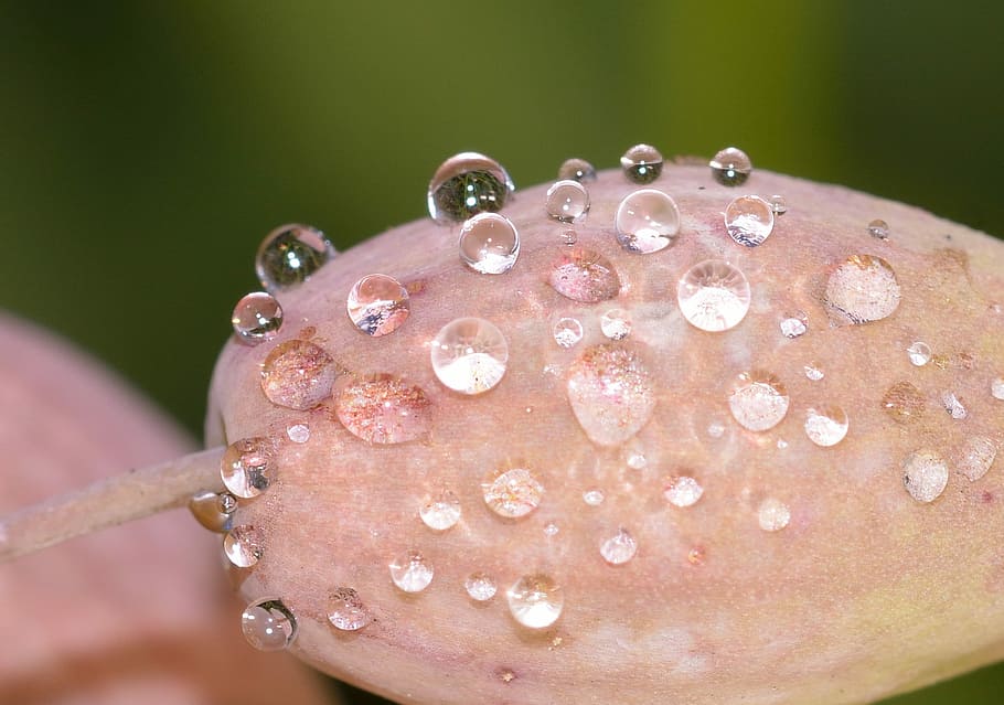 Nature, Flower, Drops, water, bubble, close-up, purity, no people HD wallpaper