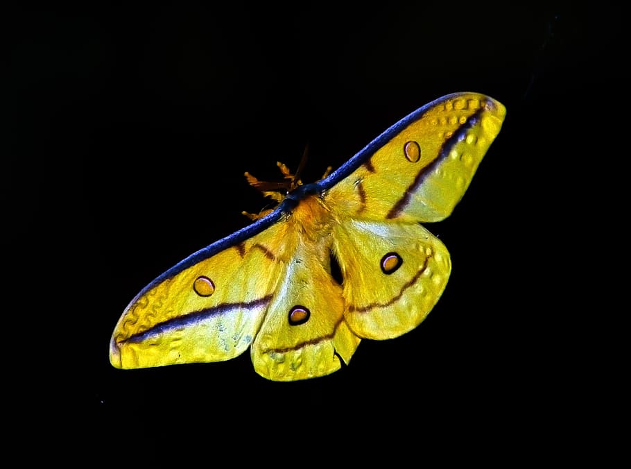 yellow and blue butterfly, moth, large, insect, black, pattern HD wallpaper
