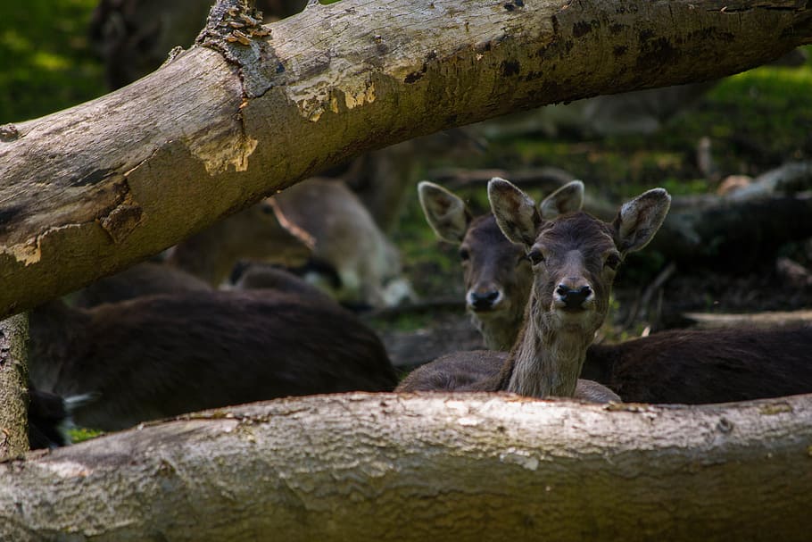 herd of deer under tree log, black animal, brown, tree trunks HD wallpaper
