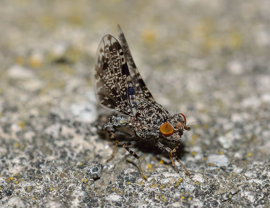 insects, diptera, moscow, animal themes, invertebrate, animals in the wild HD wallpaper