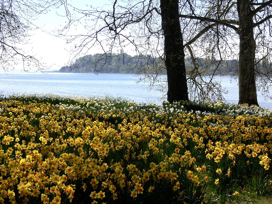 lake, easter, easter meadow, osterglocken, daffodils, yellow HD wallpaper