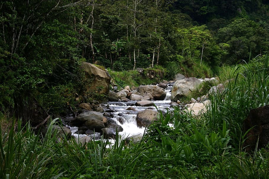 Stream, River, Water, Rocks, Forest, woods, mountain, tropics HD wallpaper