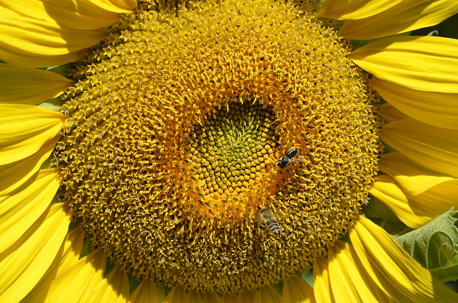 sun flower, close, summer, nature, plant, flowers, sunflower HD wallpaper