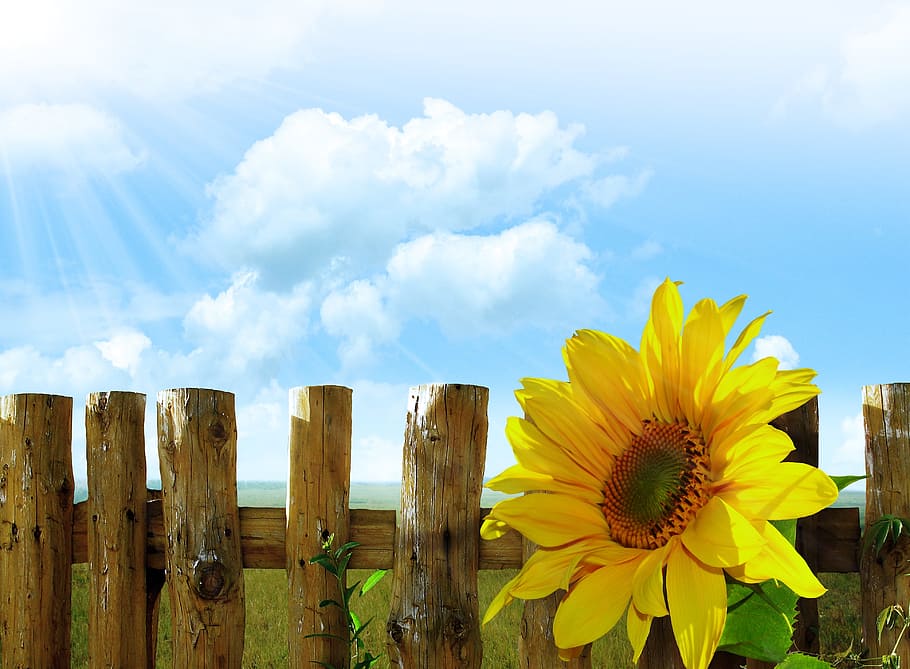 sunflower near the fence under the sunlight illustration, sunflowers