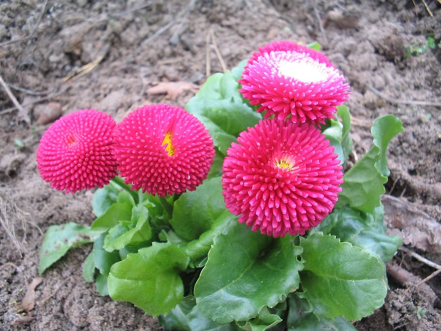 Bellis, Flowers, Spring, Leaf, grönröd, earth, growth, nature HD wallpaper