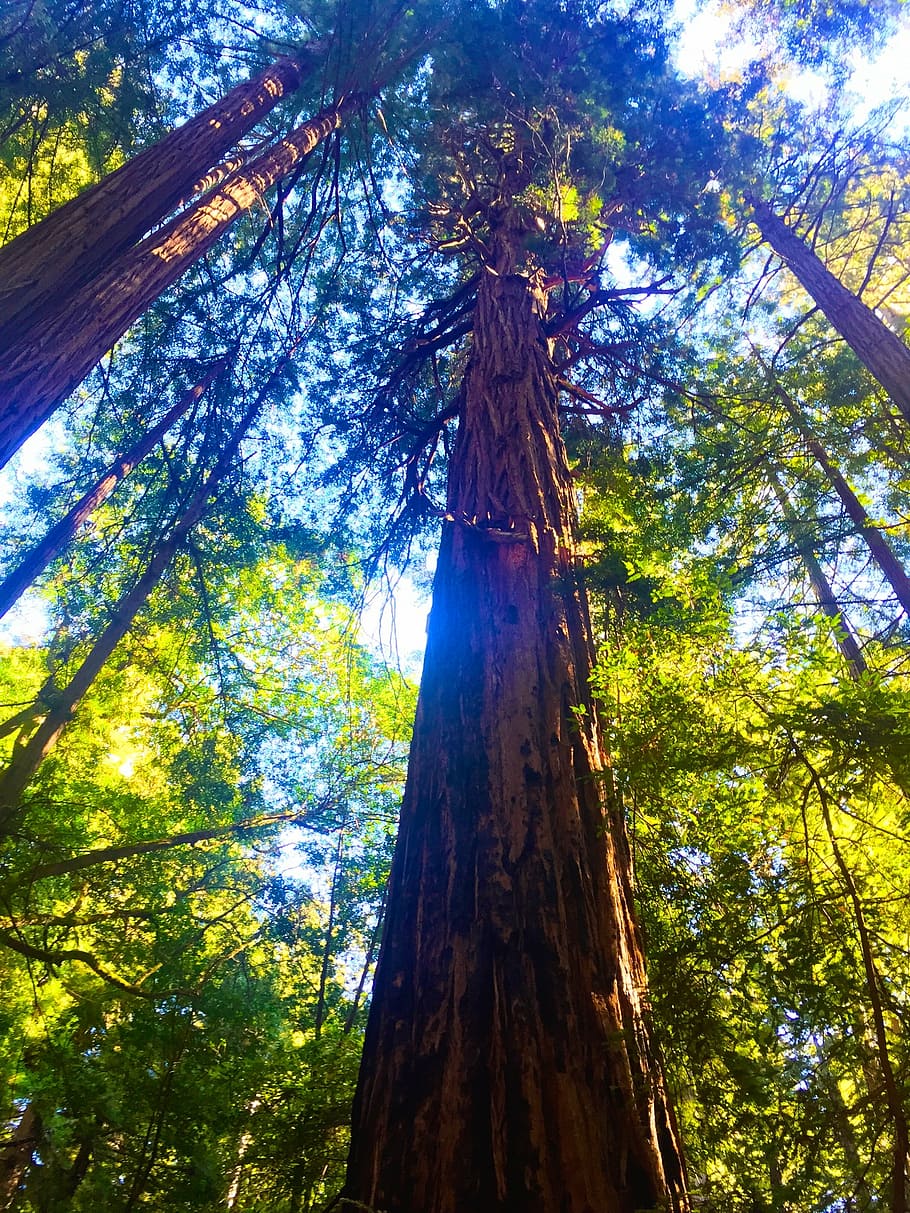 green leafed tree, forest, redwoods, trees, tree trunk, low angle view HD wallpaper