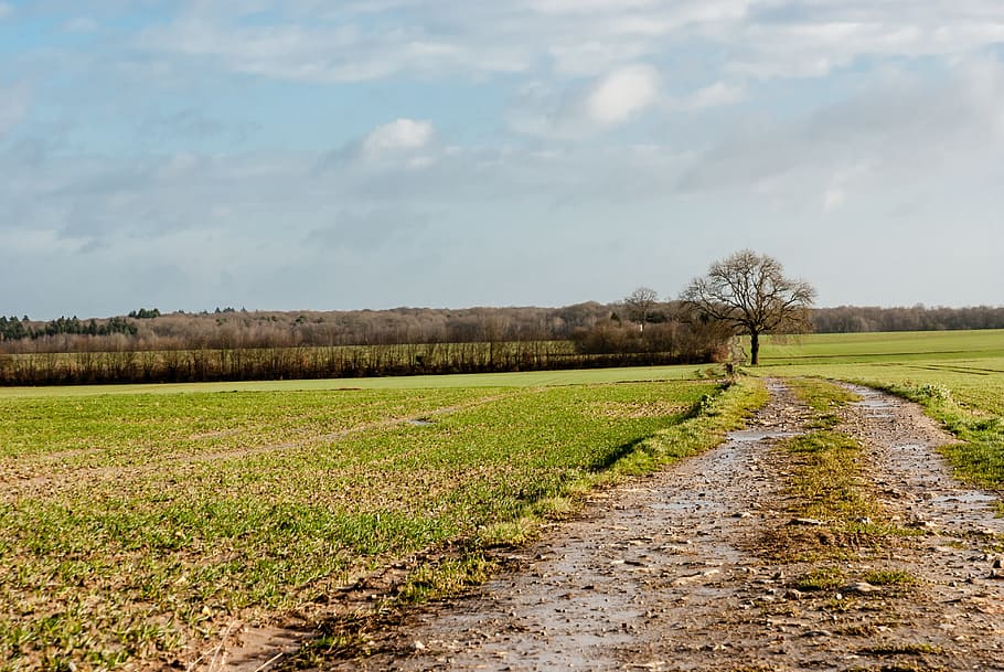 landscape, field, nature, agro-industry, lawn, sky, plant, tranquil scene, HD wallpaper