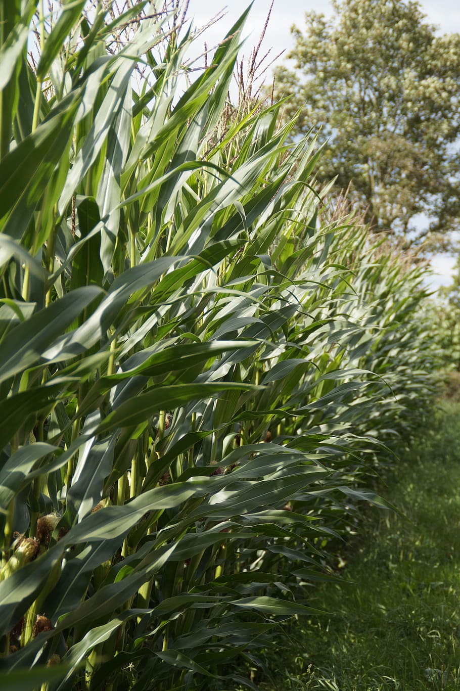 Fodder, Maize, Corn, Plant, fodder maize, corn plant, cultivation, HD wallpaper