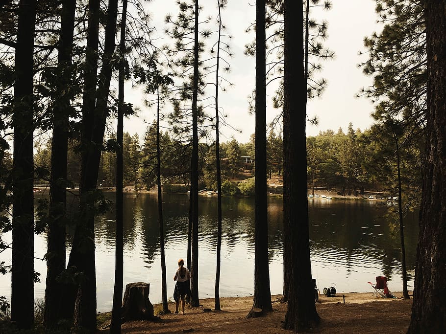 woman standing near forest tree, untitled, shore, pine tree, lake HD wallpaper