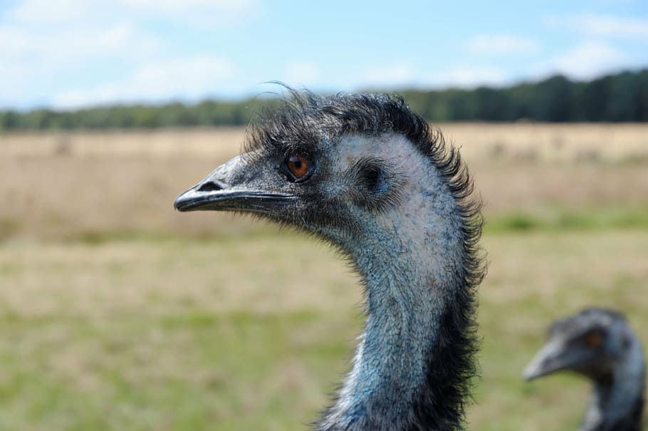 emu, zoo, animals, head, animal themes, one animal, animal wildlife HD wallpaper