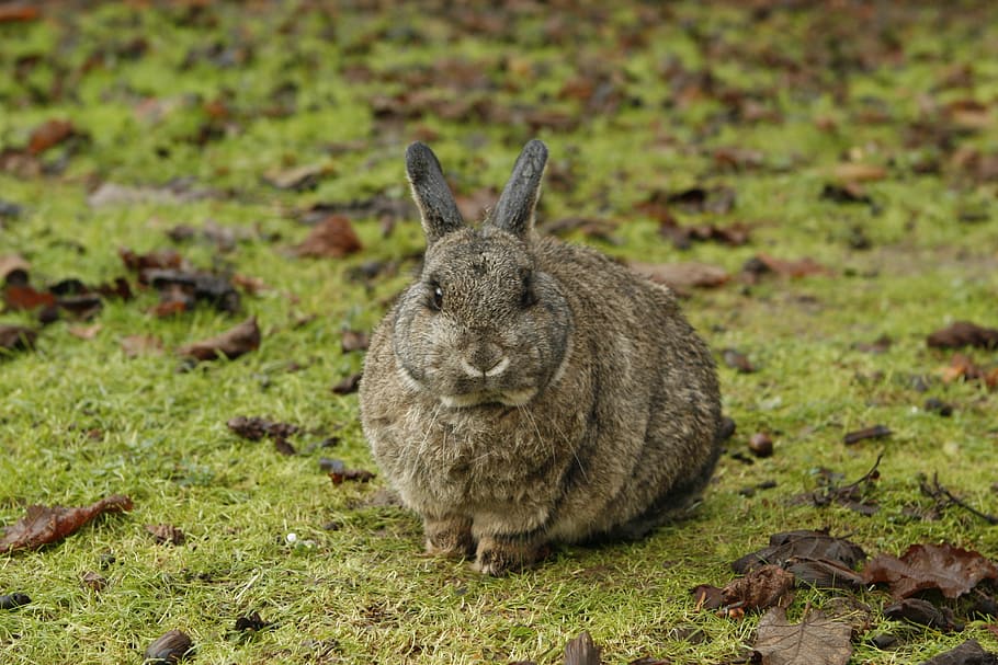 brown rabbit sitting on grass, bunny, pet, nature, land, field HD wallpaper