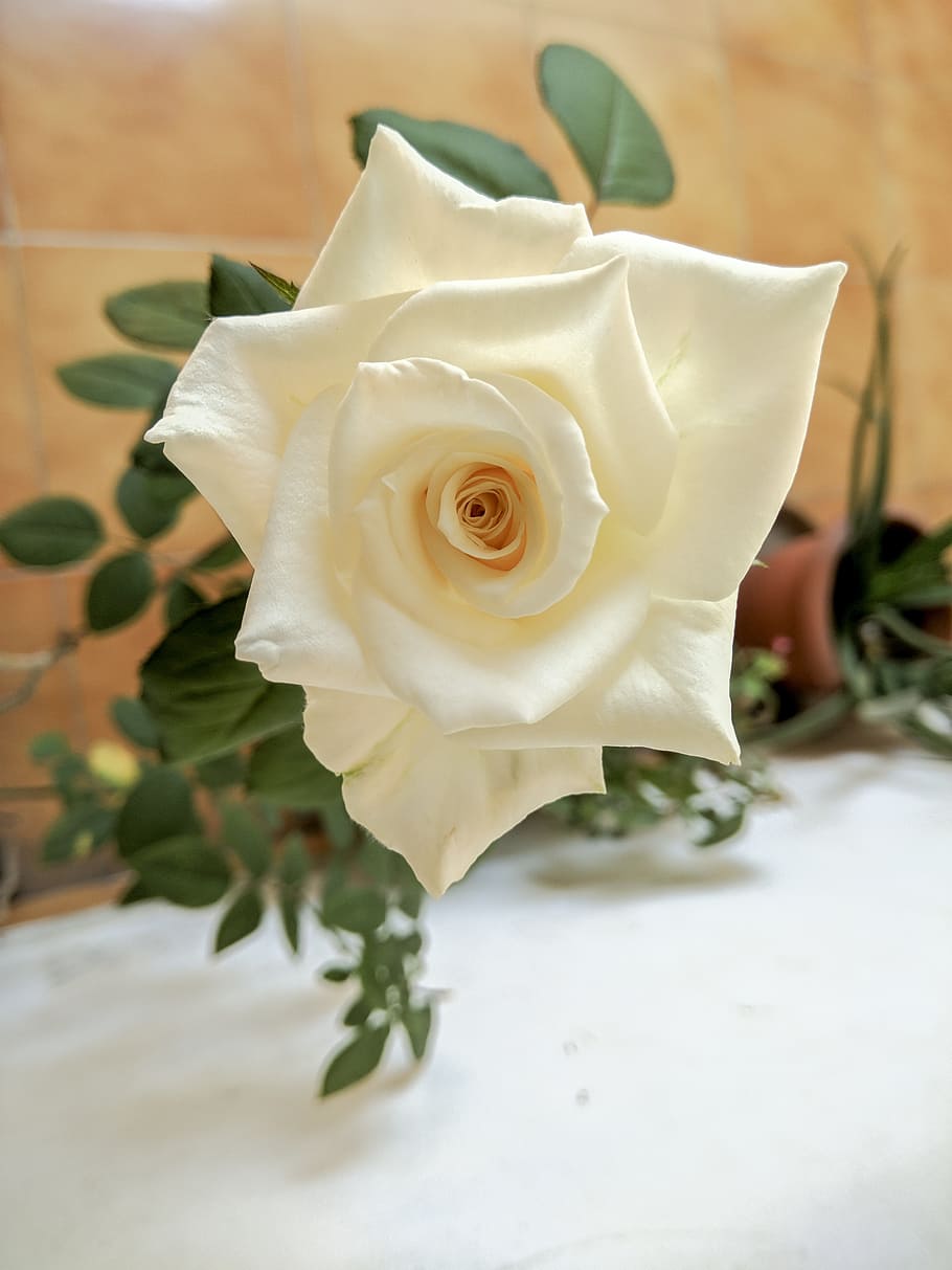 flower, leaf, rose, nature, herb, flowering plant, beauty in nature HD wallpaper