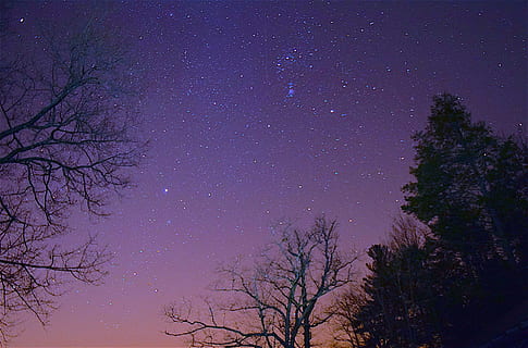 silhouette photography of trees under stars at night, sky, dark HD wallpaper