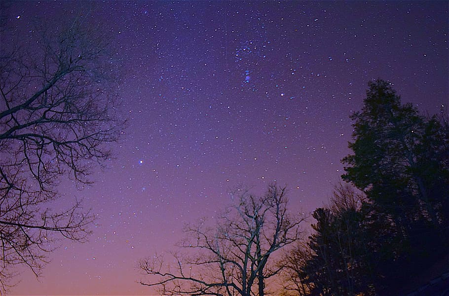 silhouette photography of trees under stars at night, sky, dark HD wallpaper