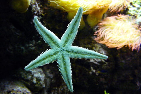 green starfish, sea animal, aquarium, echinoderms, underwater HD wallpaper