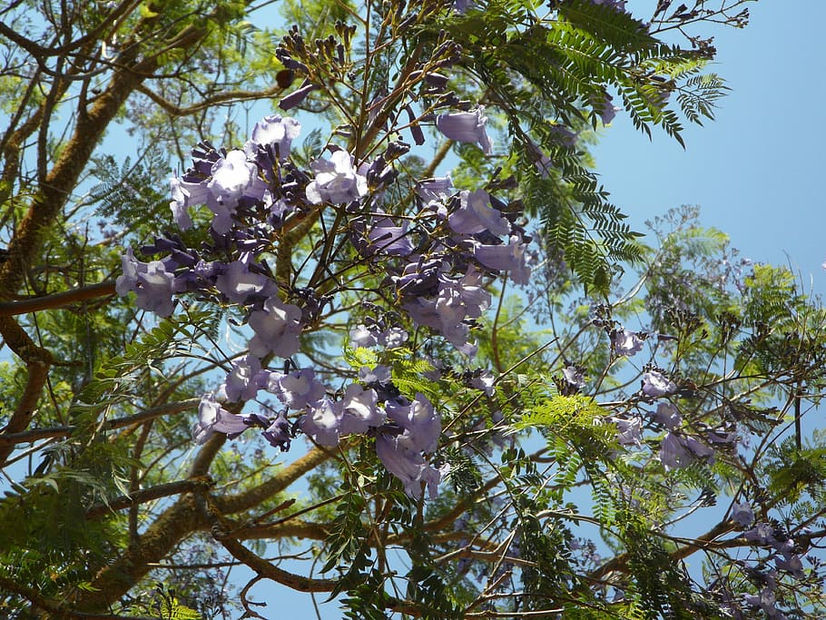jacaranda, tree, blossom, bloom, flowers, exotic, splendor, HD wallpaper