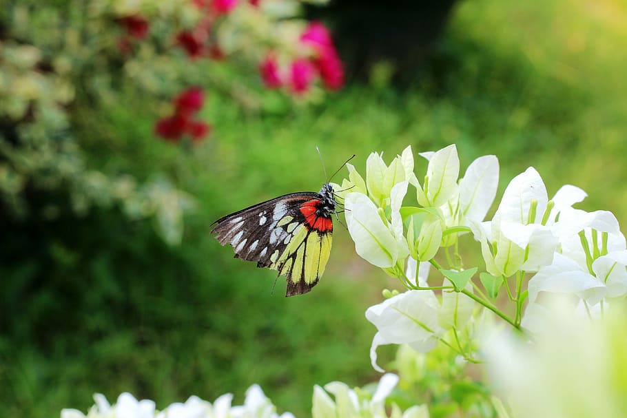 butterfly, flower, static, flowering plant, animal themes, animal wildlife HD wallpaper