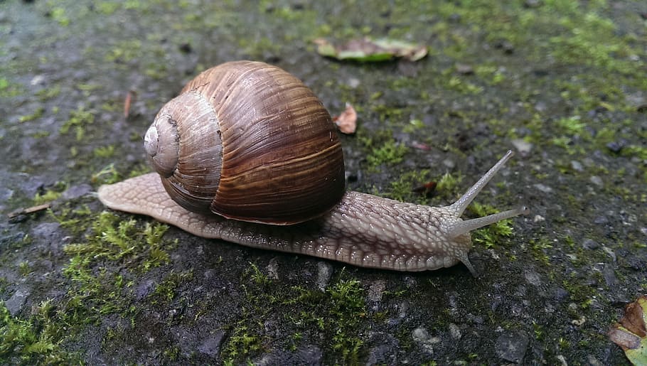 Snail, Shell, Nature, gastropod, one animal, animal shell, animal themes HD wallpaper
