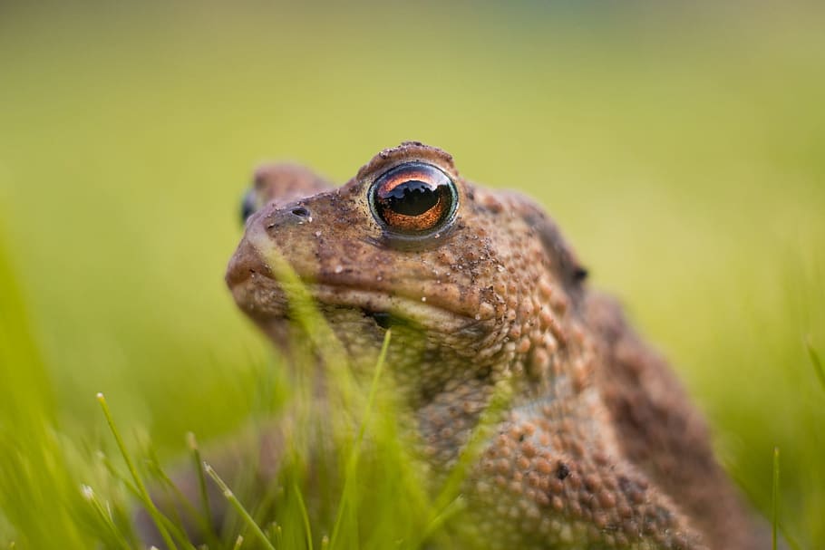 frog, nature, green, macro, animal themes, one animal, animals in the wild HD wallpaper