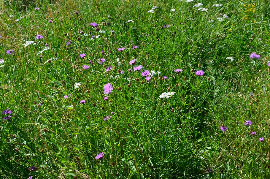 meadow, flowers, summer meadow, nature, grass, plant, outdoors HD wallpaper