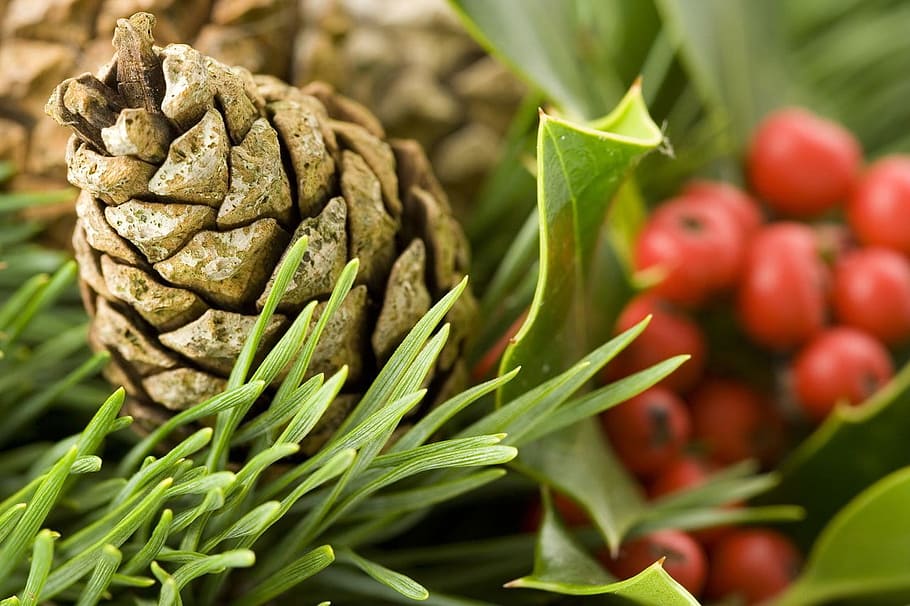 selective focus photography of brown pine cone, advent, branch HD wallpaper