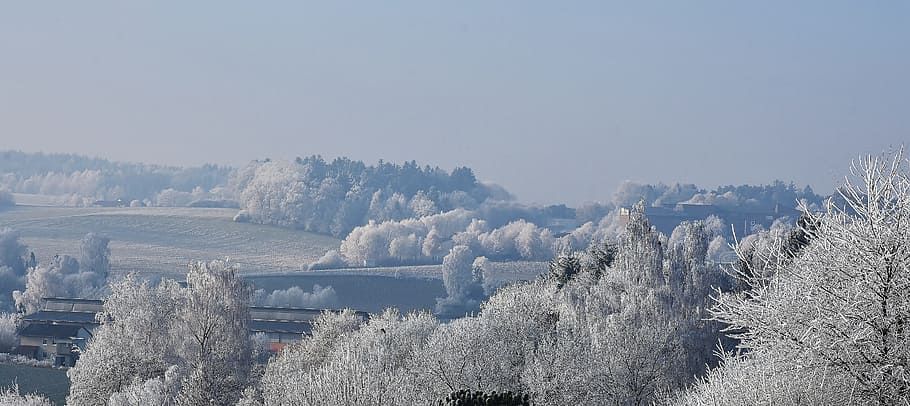 snow covered trees under cloudy sky, winter, cold, icy, hoarfrost HD wallpaper