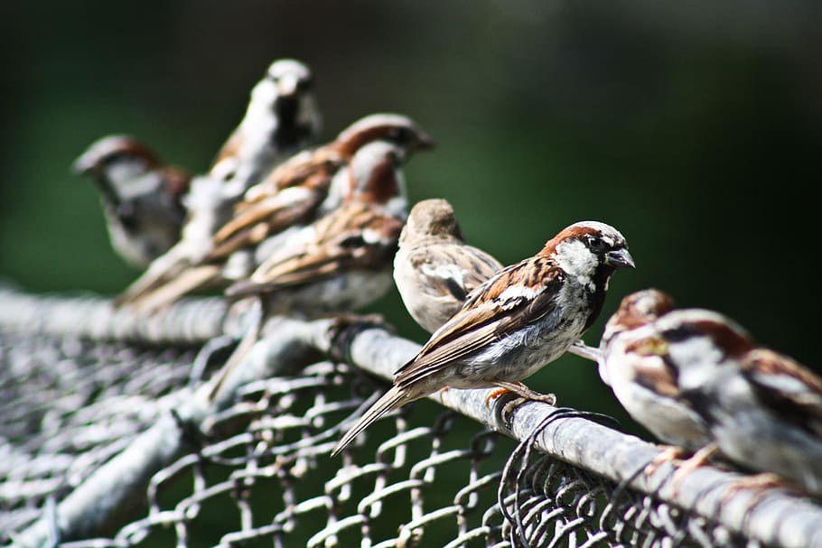 sparrow, bird, sperling, close, songbird, animal, vertebrate HD wallpaper