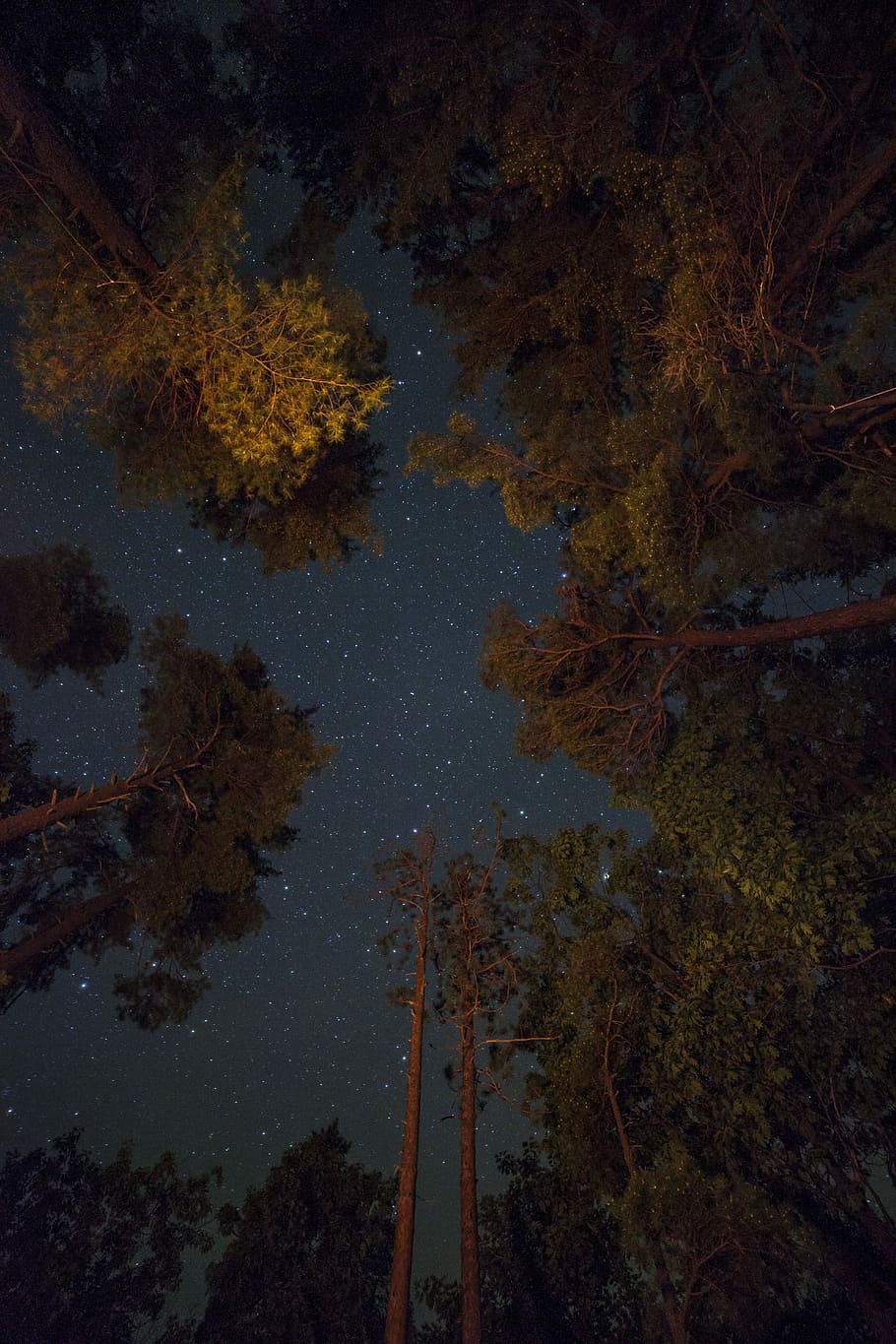 low-angle shot photography of green trees and, photo of green leafed trees during nightime HD wallpaper