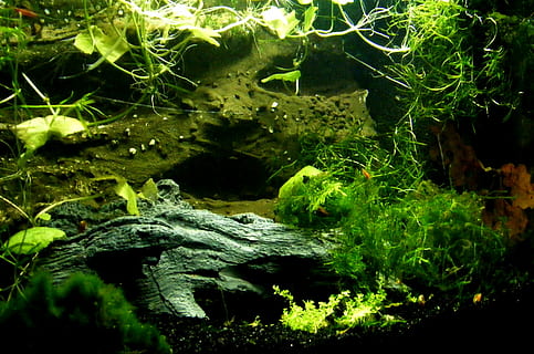 aquarium, aquatic plants, creature, setup, water creature, green color HD wallpaper