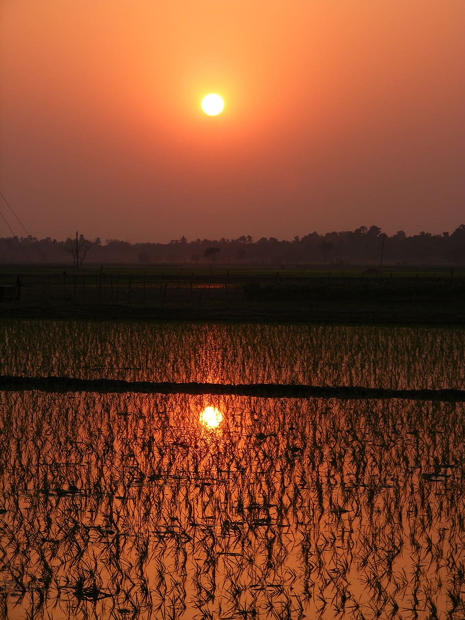 paddy, rice paddy, sunset, crop, field, agriculture, agricultural HD wallpaper
