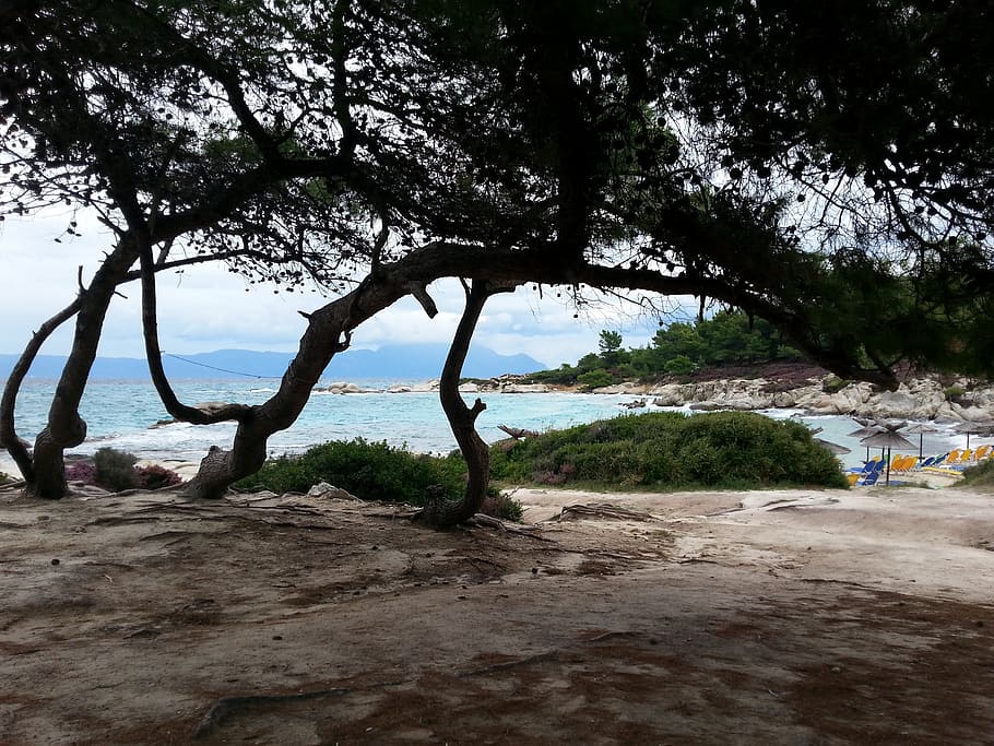 tree, coast, sea, greece, water, plant, beach, land, beauty in nature HD wallpaper