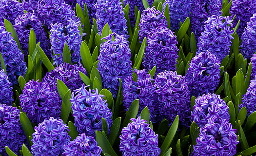 close-up photo of purple hyacinth flowers at daytime, Background HD wallpaper