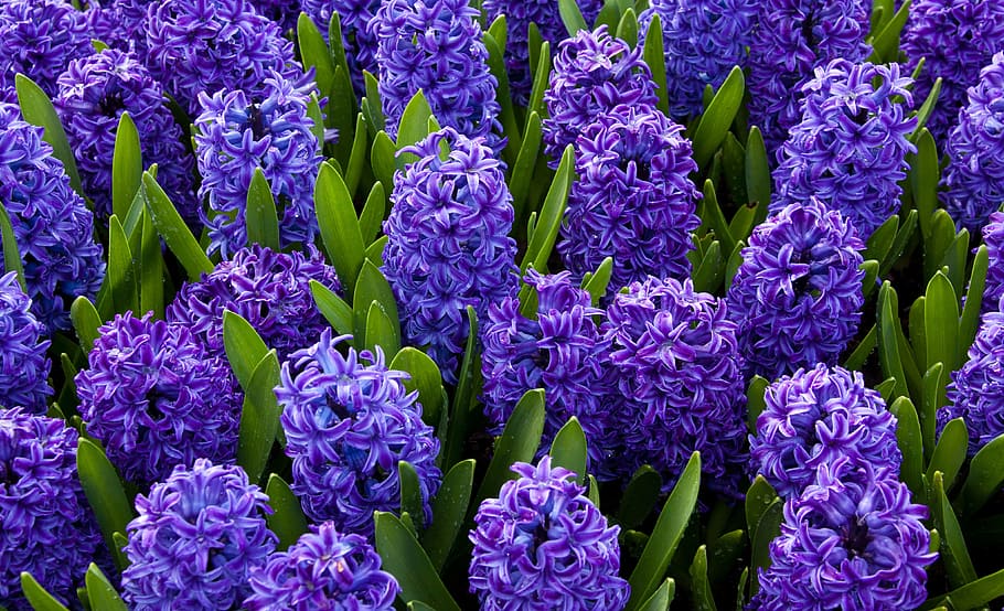 close-up photo of purple hyacinth flowers at daytime, Background