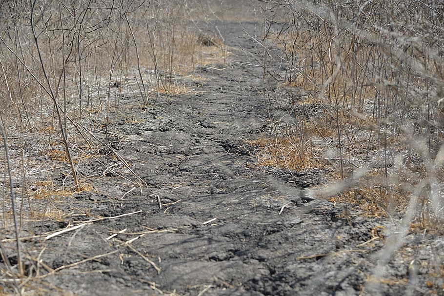 drought, away, dry, vegetation, nature, plant, dehydrated, steppe HD wallpaper
