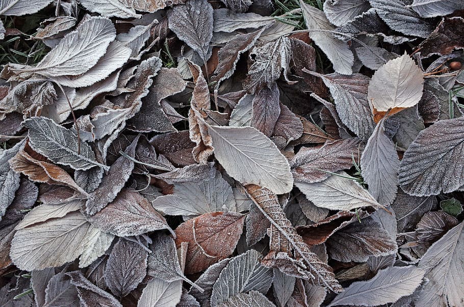 ground frost, nature, dry leaves, cold, december, full frame