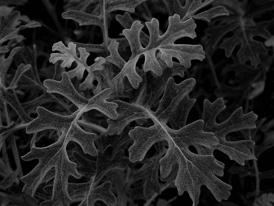 gray leaves, nature, shadows, beautiful, abstract, science HD wallpaper