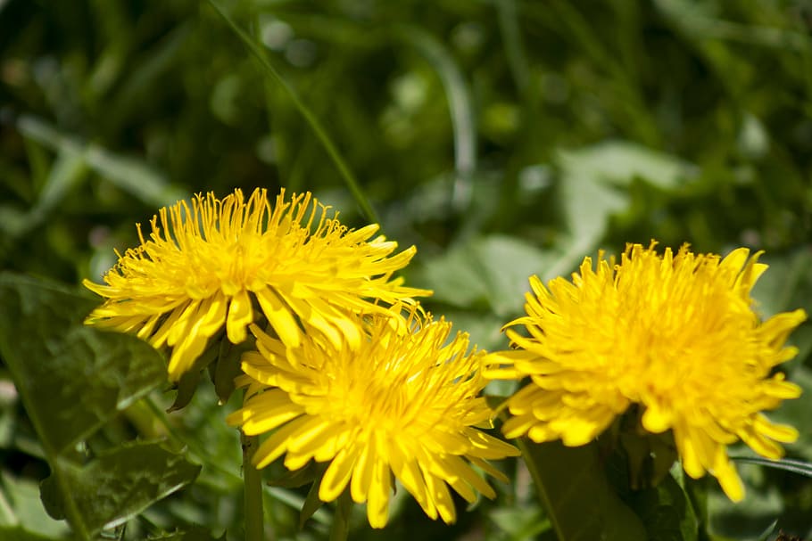 spring, flowers, plant, blossom, bloom, yellow, yellow flowers HD wallpaper
