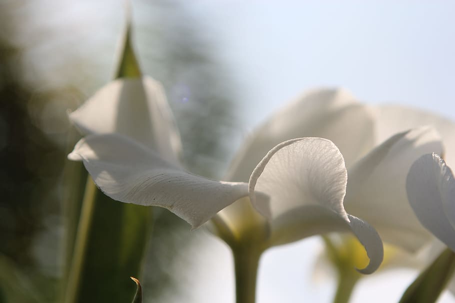 white, flower, macro, nature, floral, blossom, petal, spring HD wallpaper