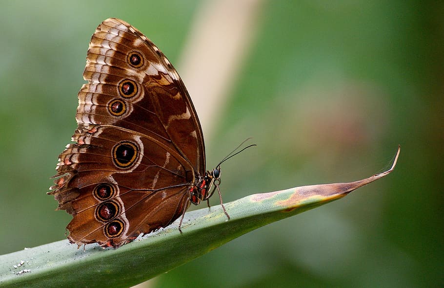 common buckeye butterfly perching on green leaf selective focus photography HD wallpaper