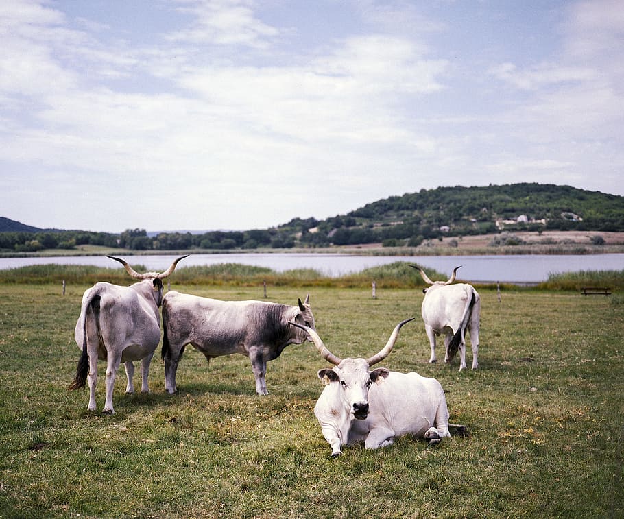grey, cow, hungarian, mammal, animal, livestock, animal themes HD wallpaper